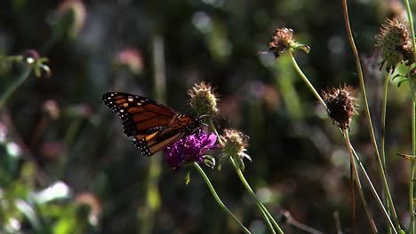 Una-Mariposa-Monarca-Alimentando-Cerca-De-Una-Oruga-Monarca