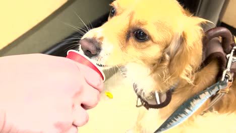 dog eating a sweet treat