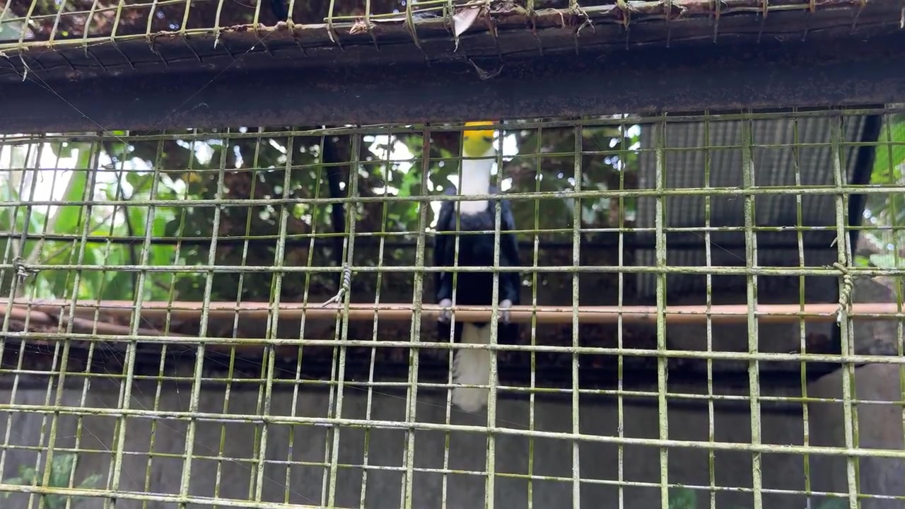 Furchenhornvogel sitzt in einem Volierengehege.