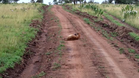 handheld shot from a safari as a hyena rests in the middle of a dirt road, laying on the ground in africa