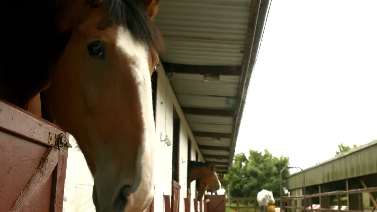 caballos en un establo en el campo