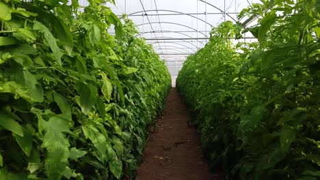unique point of view of travelling through long rows of tomato vines growing inside a greenhouse