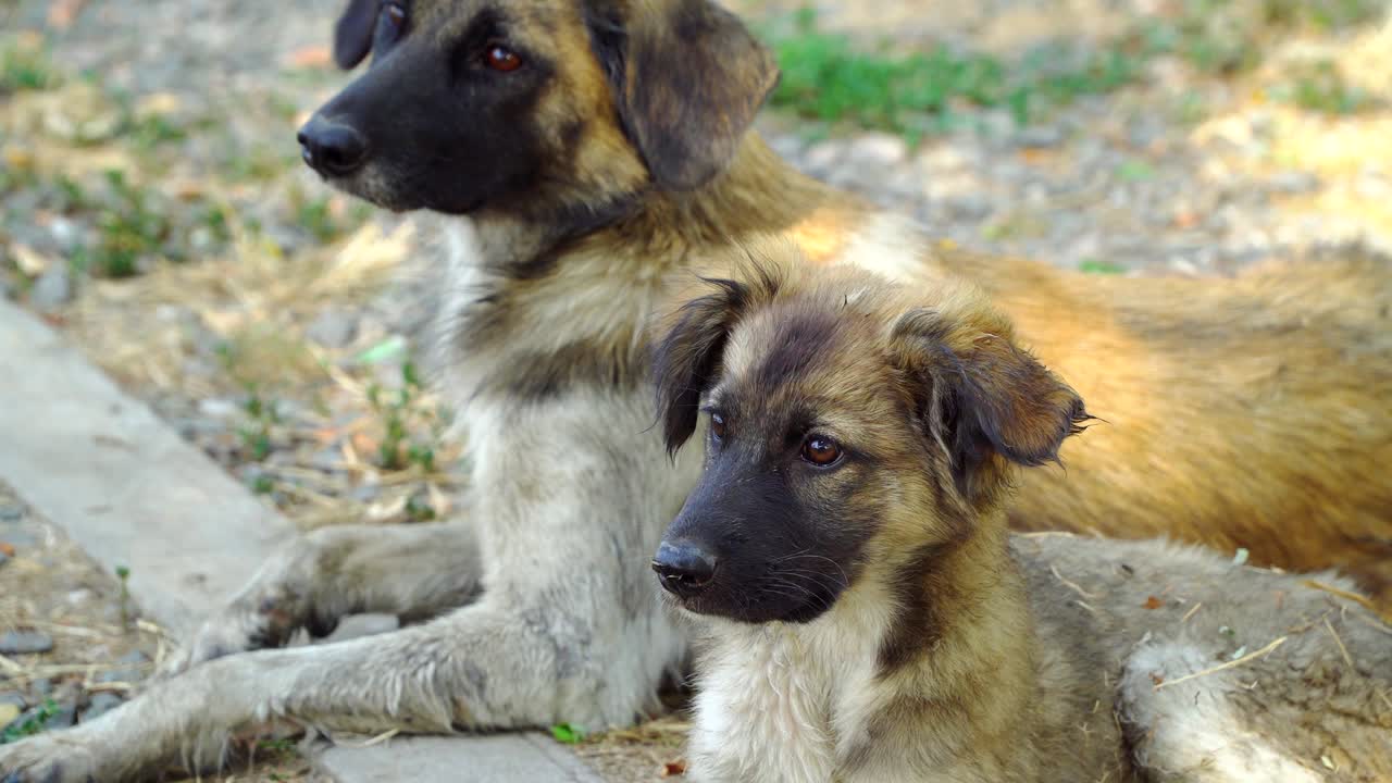 Homeless puppy with his mother lying on the ground
