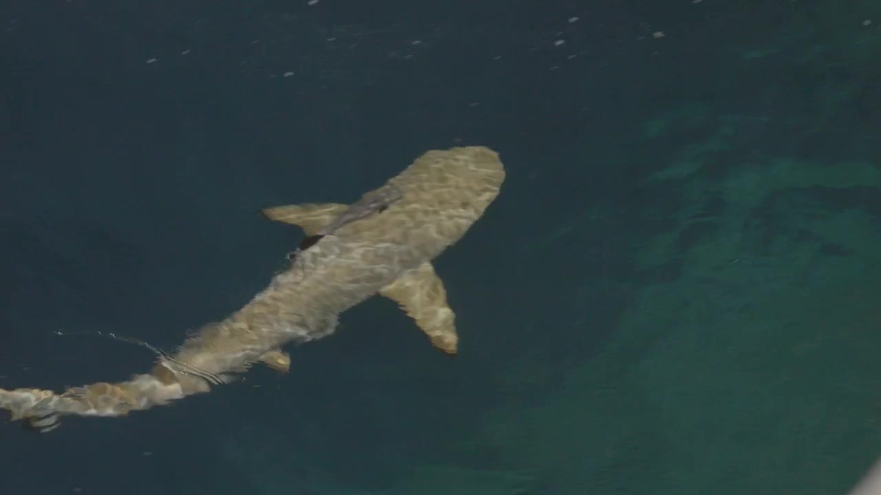 High-angle view of a broad-headed Black Tip Reef Shark gliding beneath rippling tropical water in the Maldives, with remoras attached along its back as it swims over the reef.