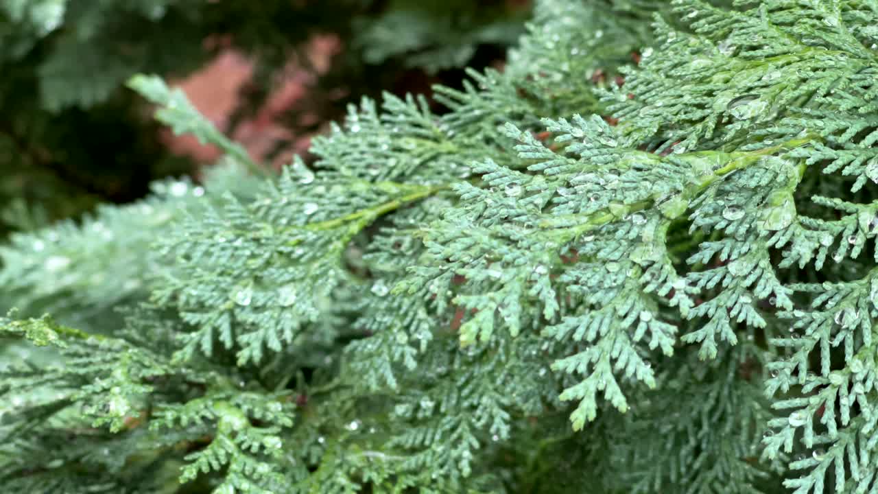 Dewy evergreen branches, covered in tiny water droplets, create a fresh and calm natural scene.