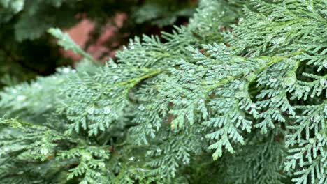 dewy evergreen branches, covered in tiny water droplets, create a fresh and calm natural scene.