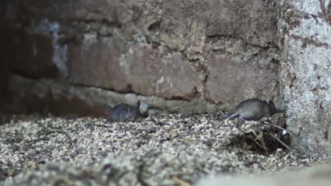 Two-mice-are-looking-for-food-around-the-house