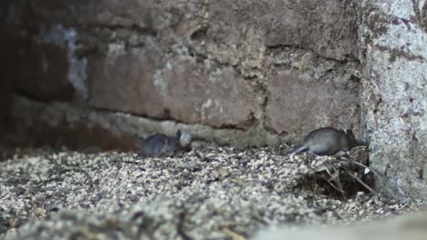 dos ratones buscan comida en la casa