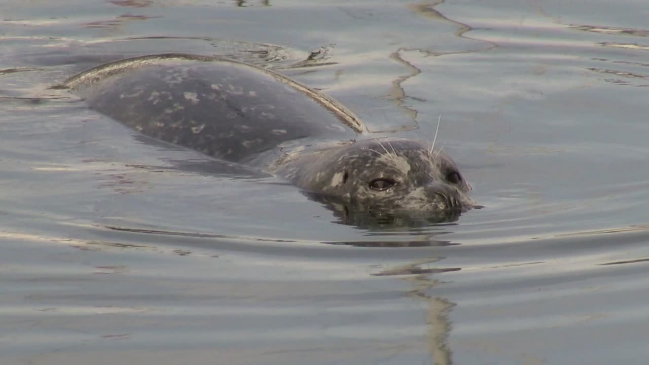 This cute Harbour Seal is curious