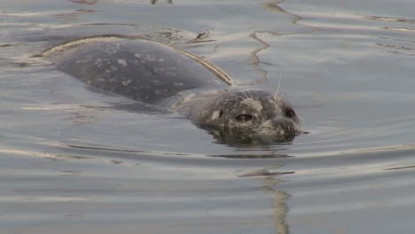 this cute harbour seal is curious