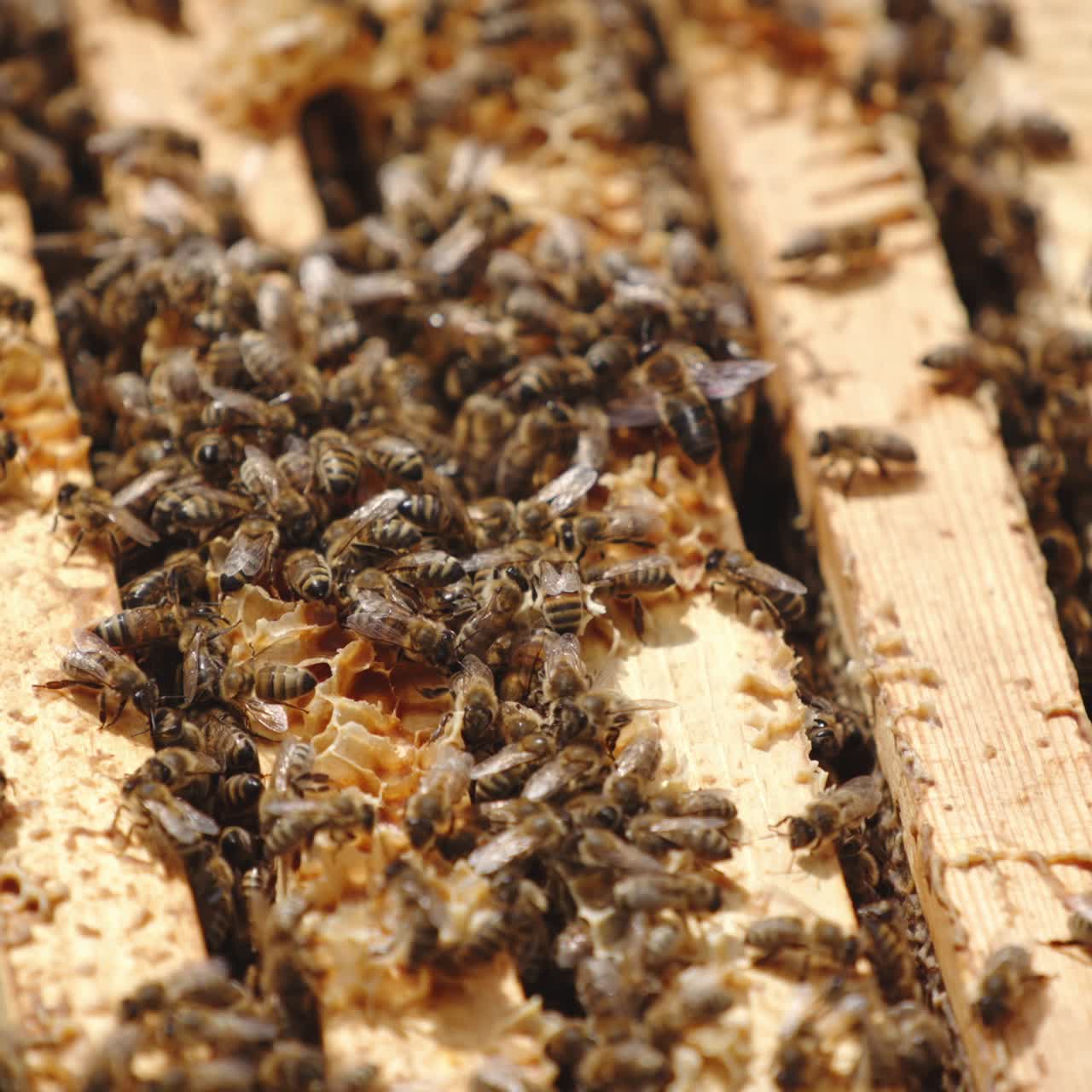 Bee family working on the top of frames in the beehive. Bee brood backdrop. Close up