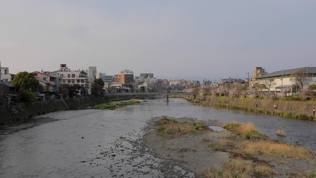 교토 최고의 벚꽃