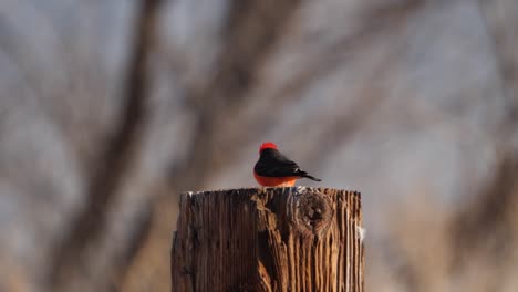 vermillion flycatcher on a wooden post watching carefully