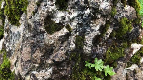 primer plano de la roca cubierta de musgo