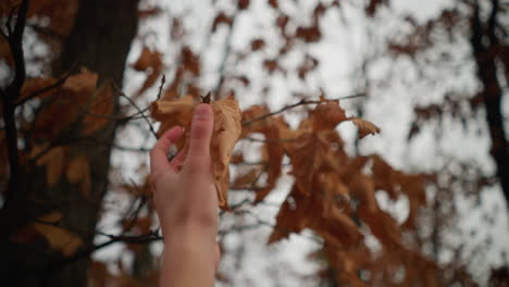 gentle hand reaching towards a crisp dry autumn leaf on a tree branch, symbolizing nature delicate transition, the serene outdoor scene captures the beauty of fall with soft brown hues