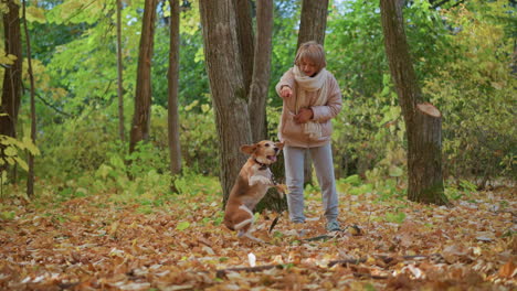 dog trainer standing in golden autumn forest pointing finger as beagle puppy spins around among leaf carpet under tall tree trunks during obedience training session with enthusiastic energy