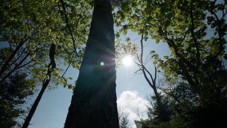 movimiento a través de un bosque durante el verano