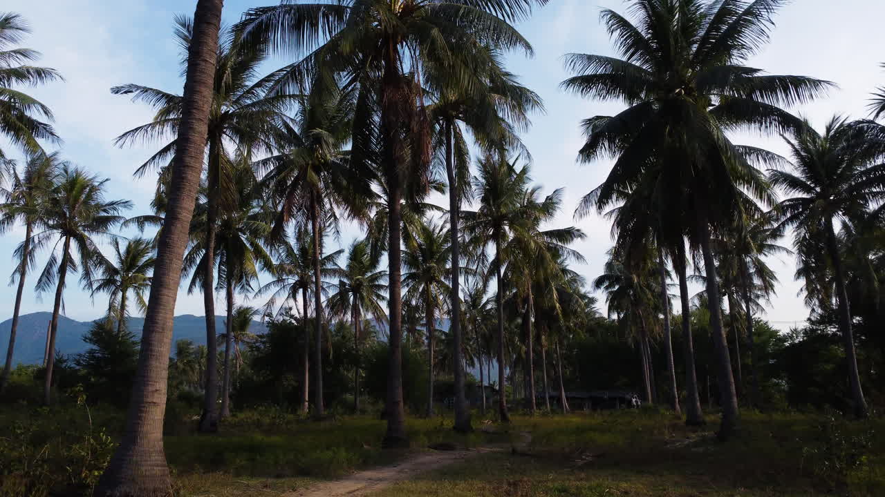 여름 동안 베트남의 야자수로 둘러싸인 열대 경로에서 pov 돌리 드라이브