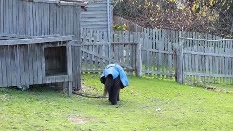 pony exploring near wooden structure and fence