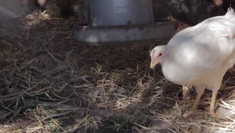 Pollo-Blanco-Buscando-Comida-En-Un-Gallinero-Lleno-De-Paja,-Se-Aleja