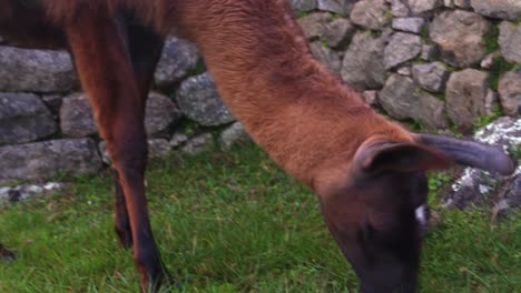 Brown-Lama-grazing-at-ancient-historical-Inca-site