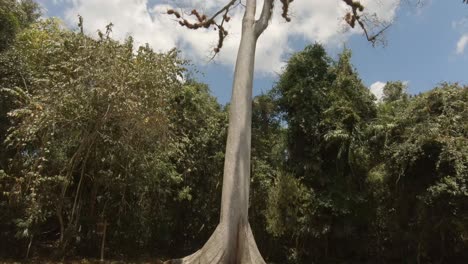 Maya-Ruinen-In-Tikal-In-Guatemala