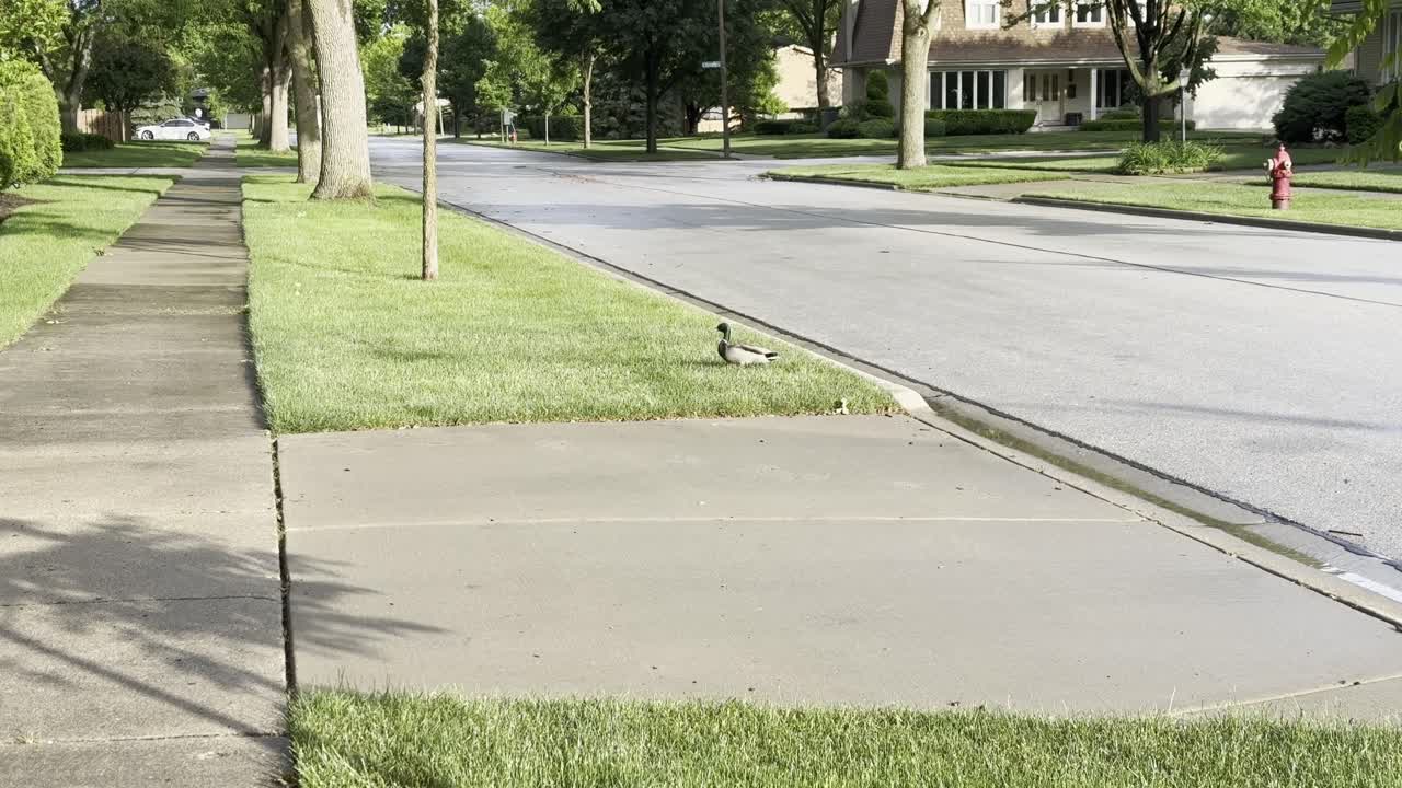 A single duck is crossing a suburban street and sidewalk on a sunny day