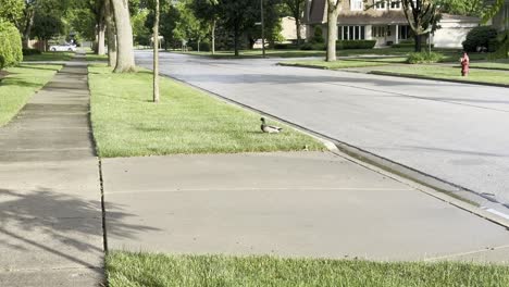 a single duck is crossing a suburban street and sidewalk on a sunny day