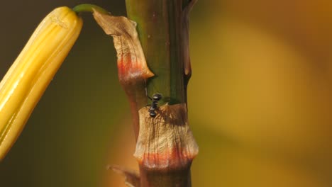 Macro-De-Hormiga-Con-Cabello-Blanco-Camina-Sobre-Una-Planta-De-Aloe-Con-Flor-Amarilla