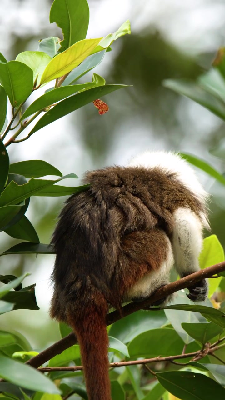 Un tamarino edipo si siede su un ramo prima di muoversi attraverso una lussureggiante vegetazione tropicale verde.