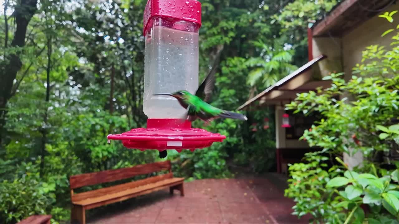 Slow motion close-up of flying hummingbirds around a feeder in their natural habitat on a rainy day in the Monteverde Cloud Forest, Costa Rica.