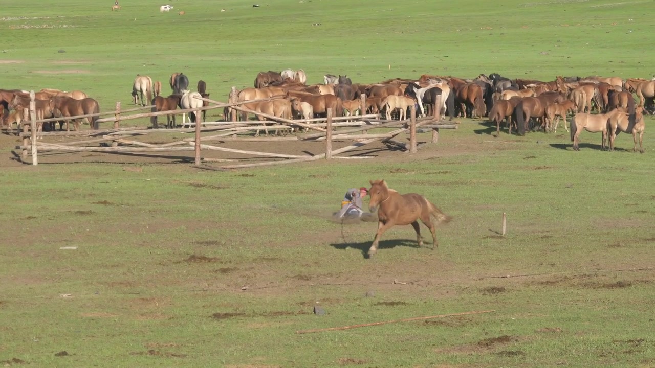 Nomadi mongoli che radunano cavalli nella steppa