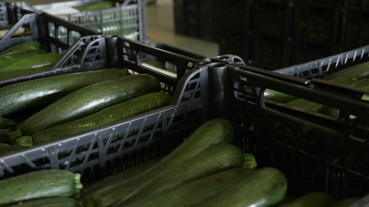 Pile di cassette di plastica piene di zucchine verdi fresche in un centro logistico a Zafarraya. Pronta per la distribuzione e la vendita