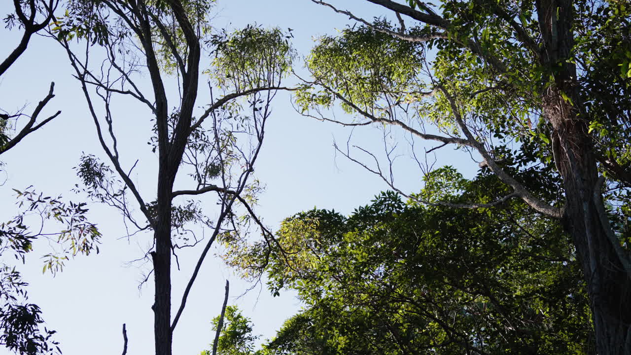 copas de los árboles verdes frondosos con fondo de cielo azul, cámara lenta de 4k