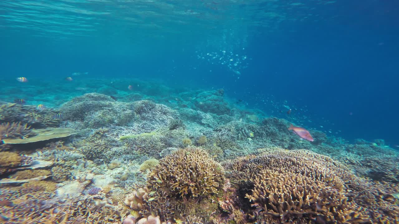 nadar sobre un vibrante arrecife de coral lleno de vida marina, mostrando la impresionante diversidad de corales y peces en las aguas azules claras de raja ampat en indonesia