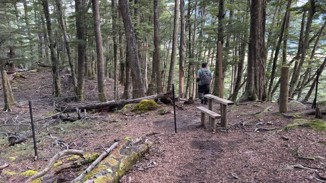 Man crosses wooden stile on forest trail, natural daylight, steady camera, tranquil outdoor setting