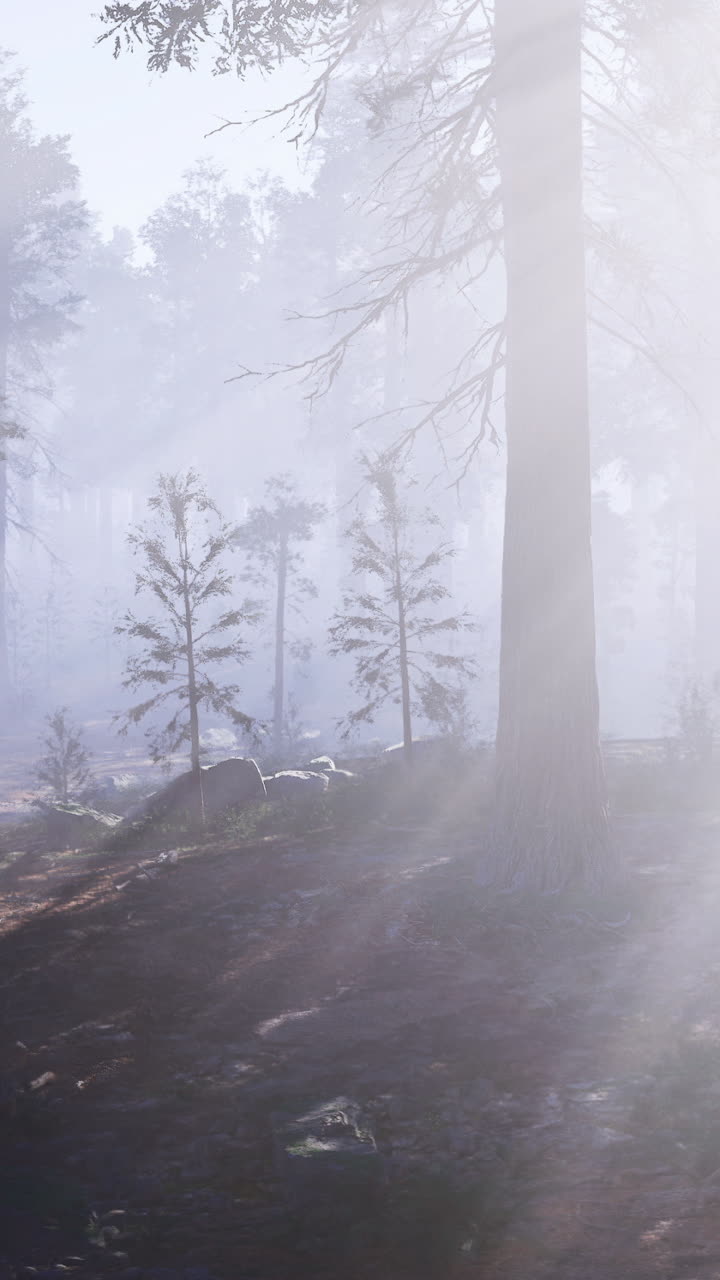 Sunlight filtering through trees in a misty forest during early morning
