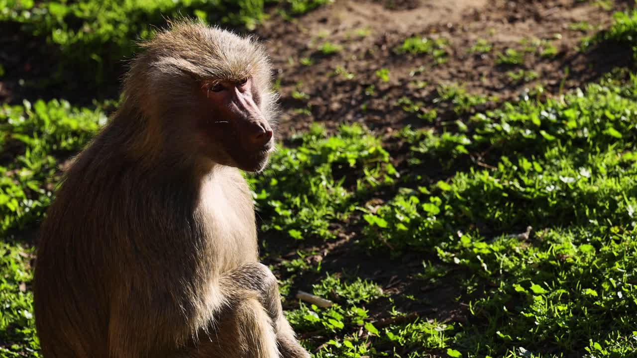бабуин хамадриас сидит на солнце.