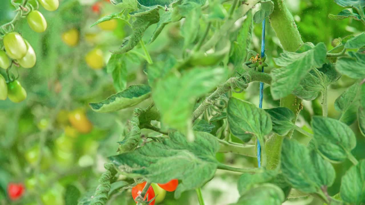 온실에 있는 식물에 있는 체리 토마토 다발을 닫습니다.