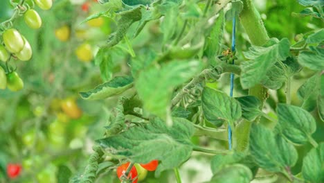racimos de tomates cherry en una planta en invernadero, cerrar
