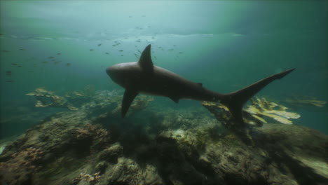 un gran tiburón blanco nada a través de un arrecife de coral