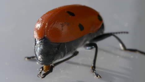 ladybug on white floor, macro close up view