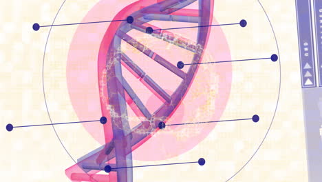 animación del cerebro humano sobre la hilera de adn girando