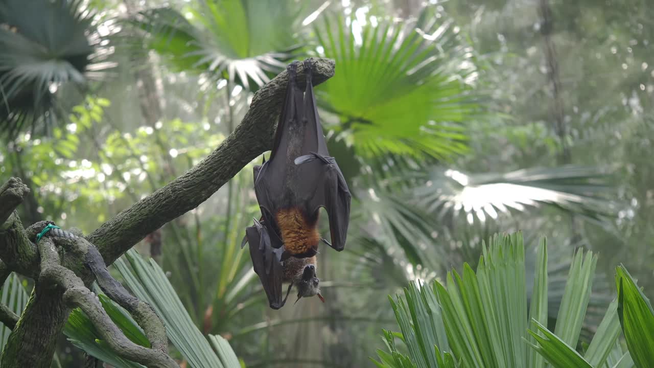 Flying fox hanging from a tree branch