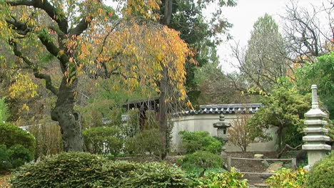 jardín japonés en otoño con hojas de cerezo llorón