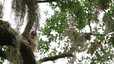 Profile-shot-of-Coopers-Hawk-in-Oak-tree-as-gentle-wind-ruffles-it-feathers