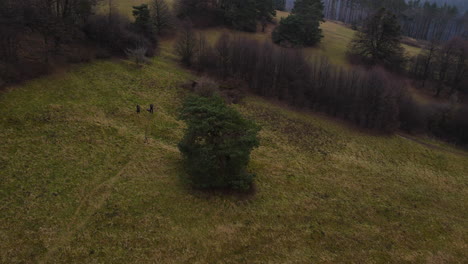 a flyby around a lone tree from a crown standing on a hill during the winter covered with heavy fog