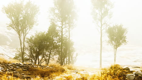 big-pine-trees-growing-from-rocky-outcropping-in-the-mountains