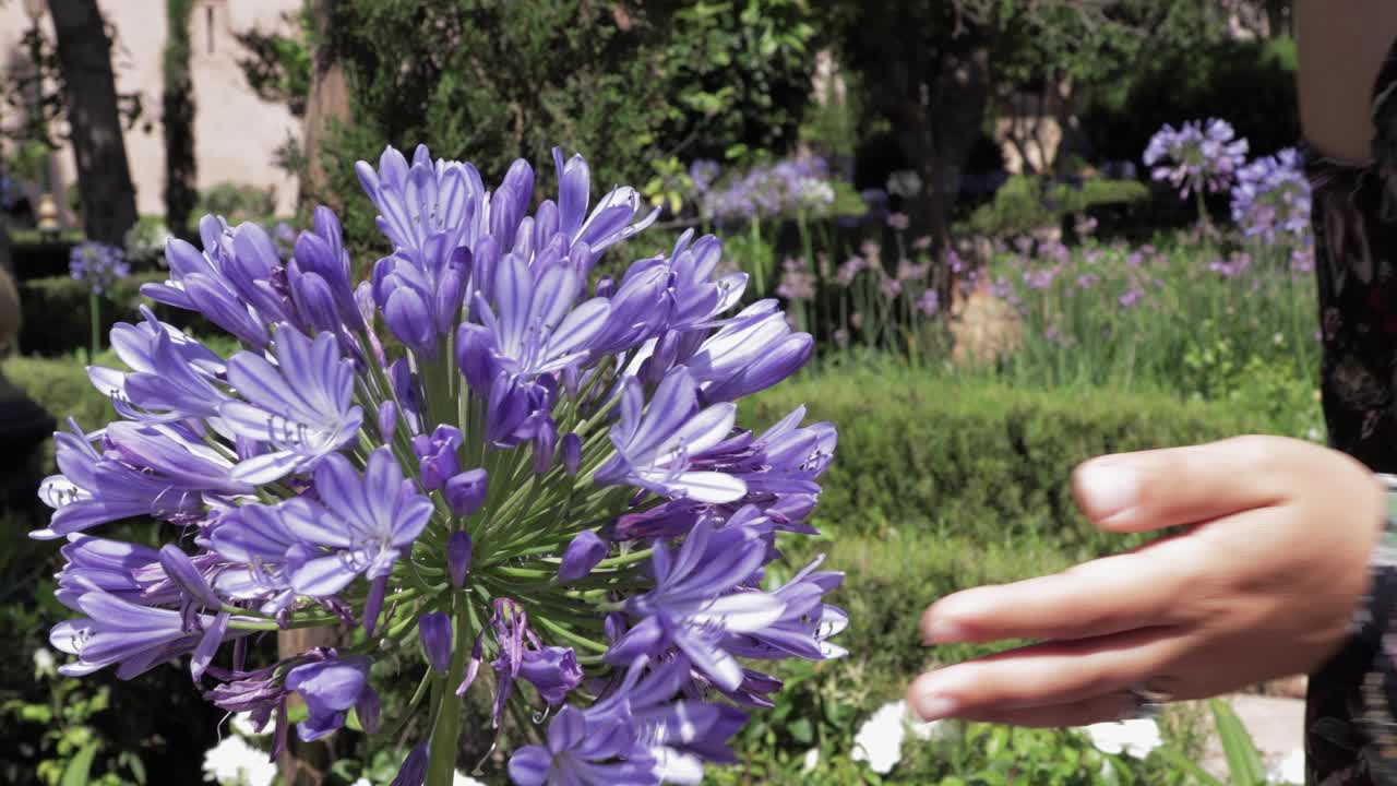 여자는 여름에 꽃이 피는 정원을 돌아다니며, 보라색 꽃의  ⁇ 새를 부드럽게 맡습니다.