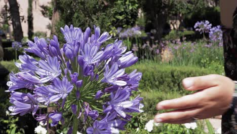 La-Señora-Deambula-Por-Un-Jardín-Floreciente-En-Verano,-Huele-Delicadamente-Una-Flor-Violeta